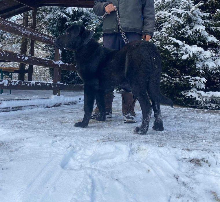 Caine din mama Kangal si tata Corb