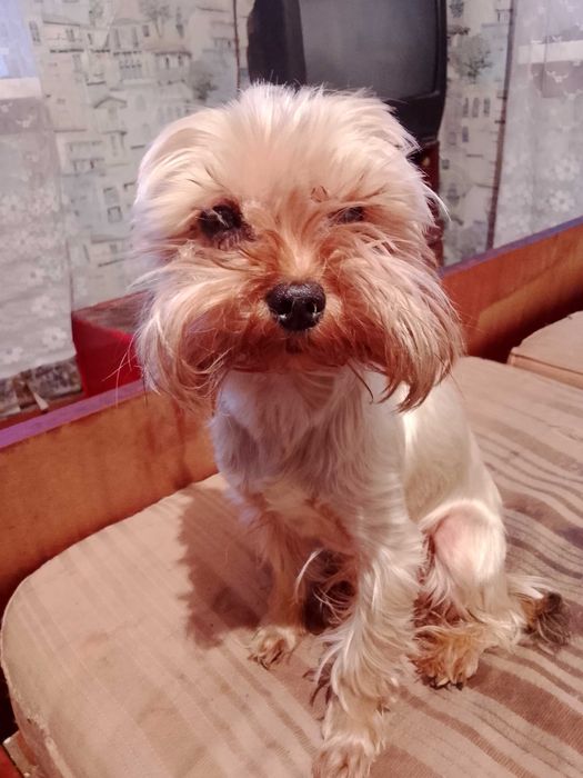 Продам  мини Йорка мальчик