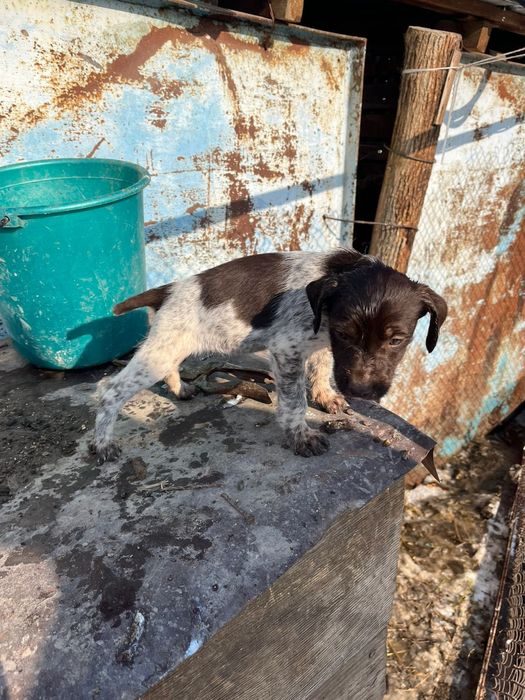 Продаётся щенок дратхара