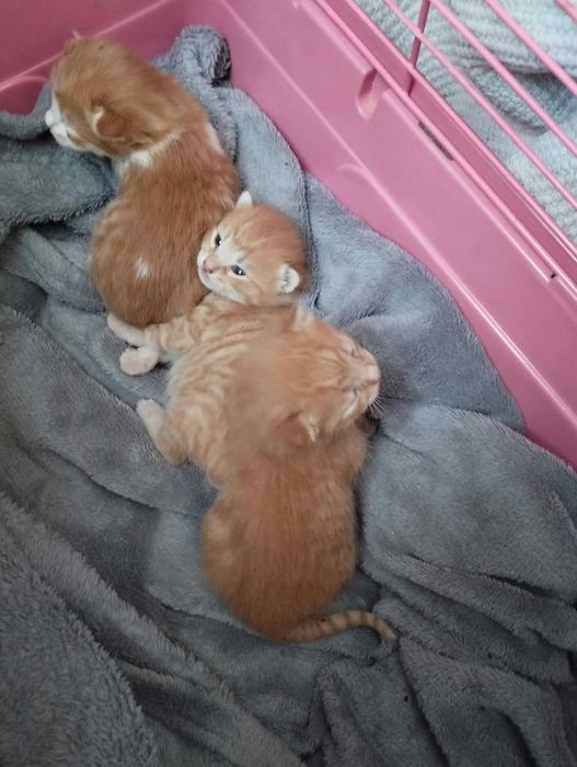 Подарявам котета