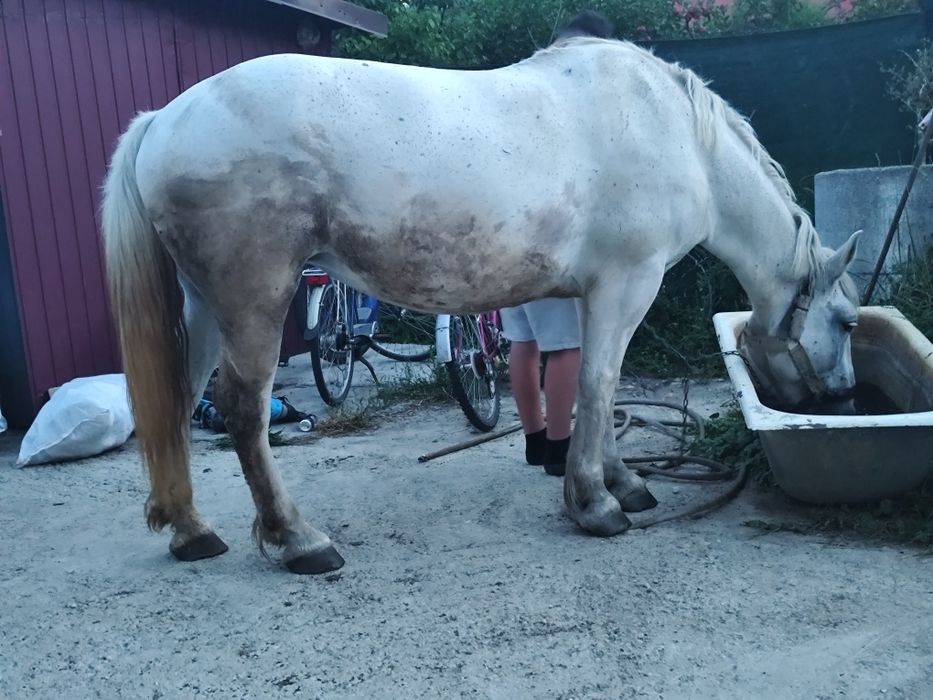 Vând iapa de 9 ani