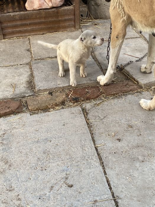 Продается щенок алабай