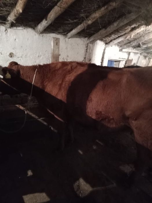 Семіз сиыр сатылады