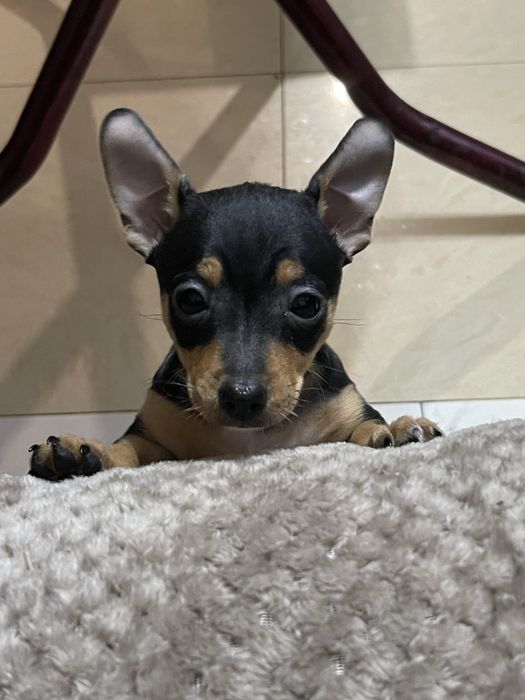 Чихупинчер на 2 месеца