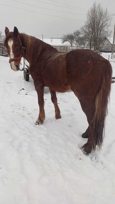 De vânzare un cal de 8 ani