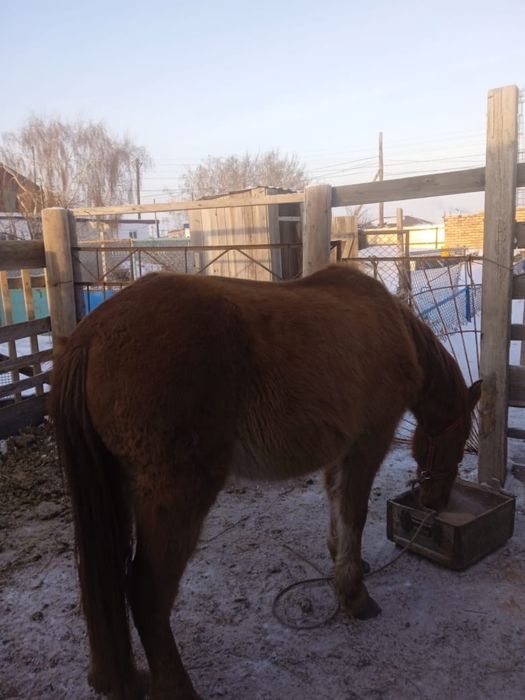 Продам лошадь жеребая