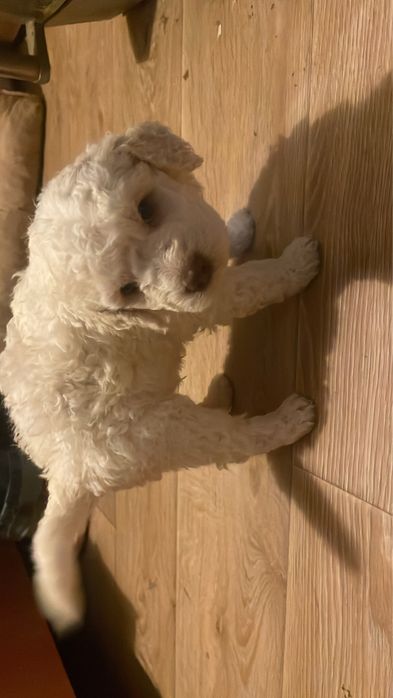 Кученца лагото романъоло