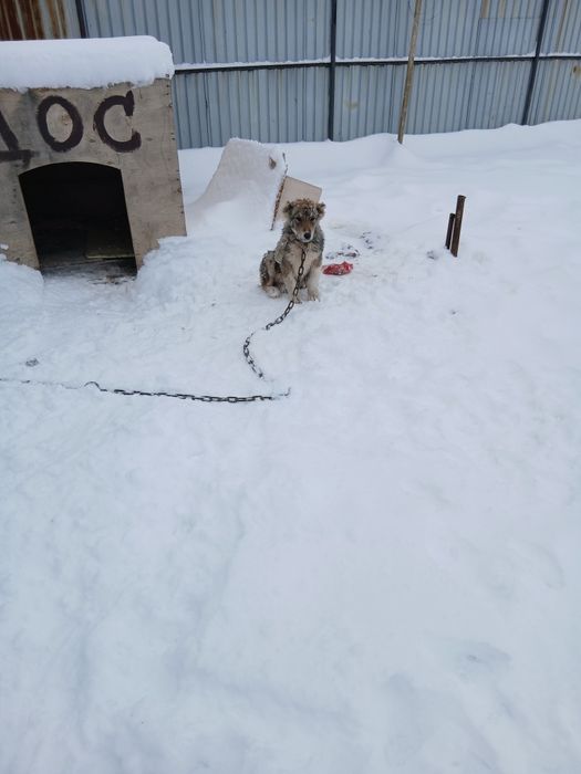 Урғашы кушик сатылады