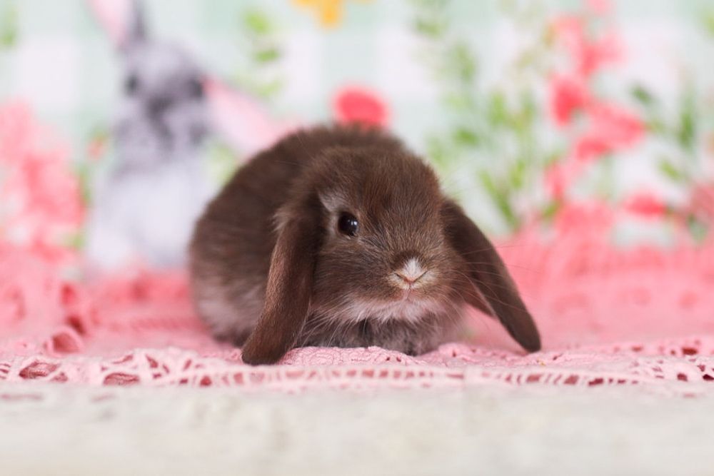 Кролики карликовые из Питомника