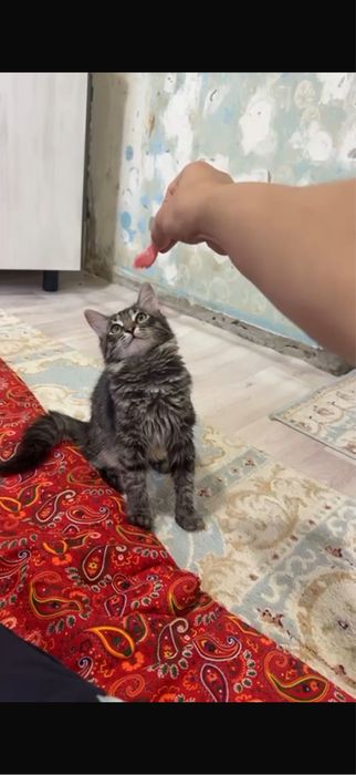 Кошки домашный живот