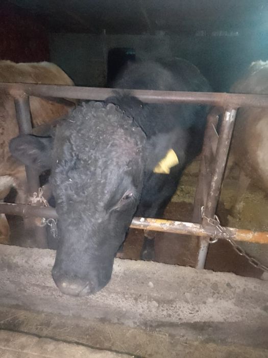 Продам Бычков откормленных