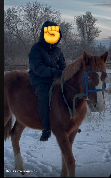 Продается обученная верхом кобылка