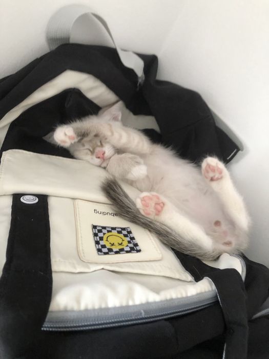 раздам котят 2,5 месяца