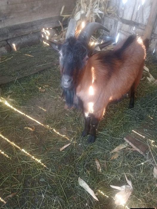 De vânzare tap de 1 an