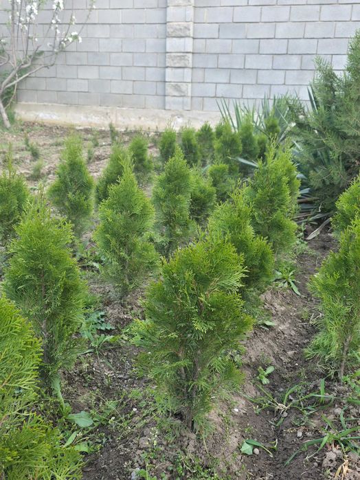 Туя Смарагд (Smaragd)