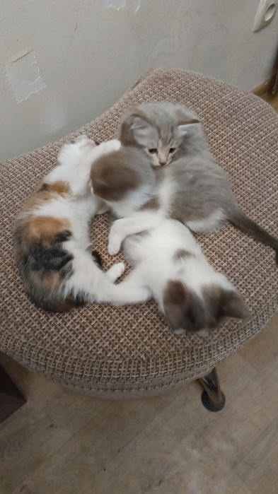 Отдам котят, родились 11 июля.