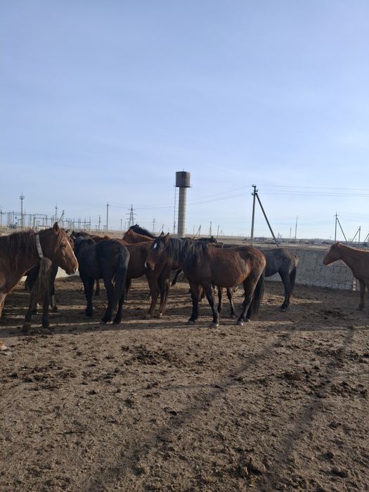 Буаз биелер  сатылады