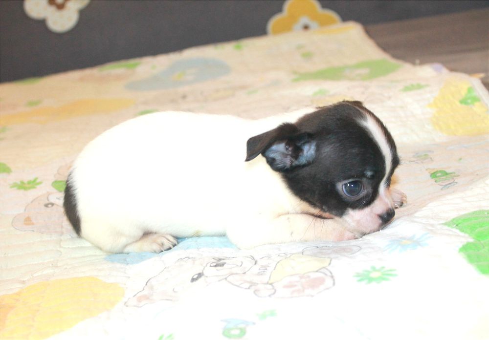 Клубные,Чихуахуа, щенки, девочки и мальчик.