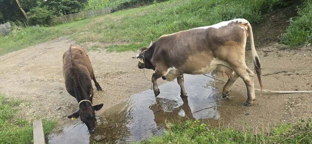 Vand vaca gestanta  si vițea