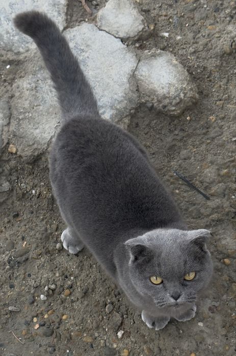 Skotish fold moda tezda sotiladi