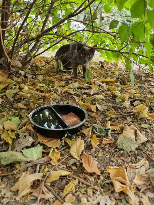 Герман ищет маму