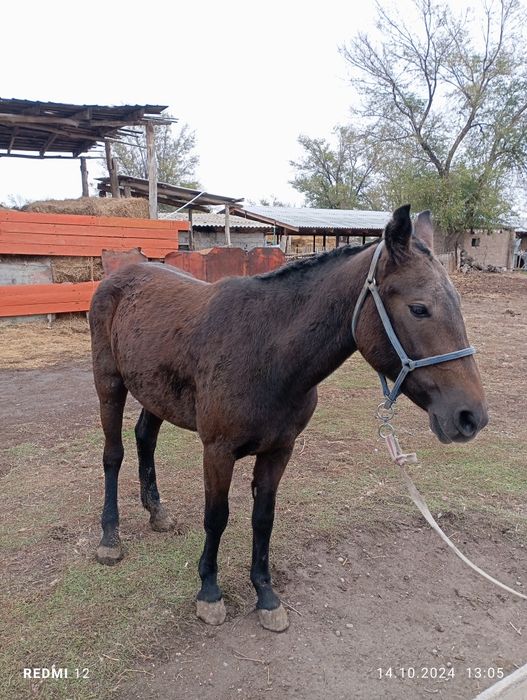 Байтал сатылады Ұрғашы Торг нету