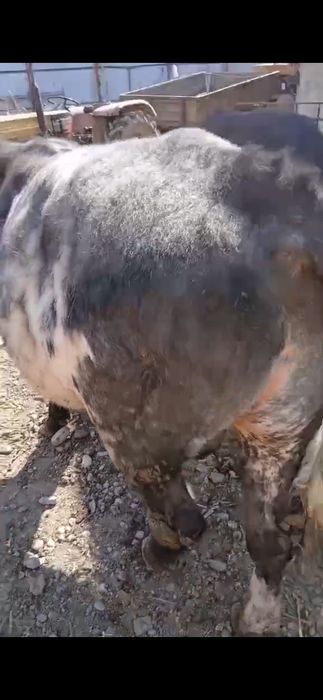 Taur Blue Belgian s-a vândut