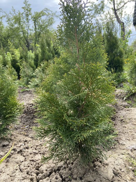 Туя западная 'Смарагд' продается