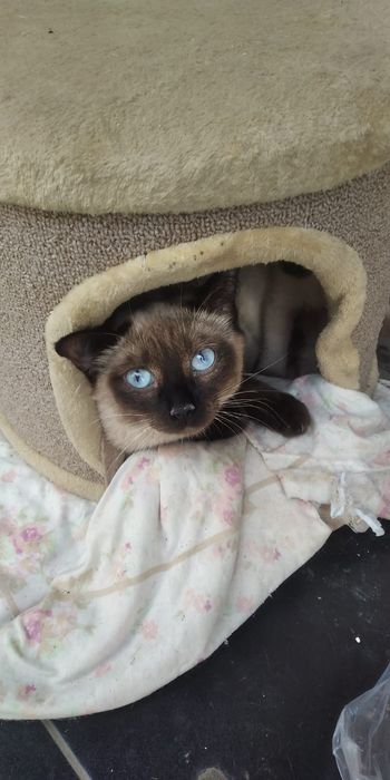 Кошка ищет семью
