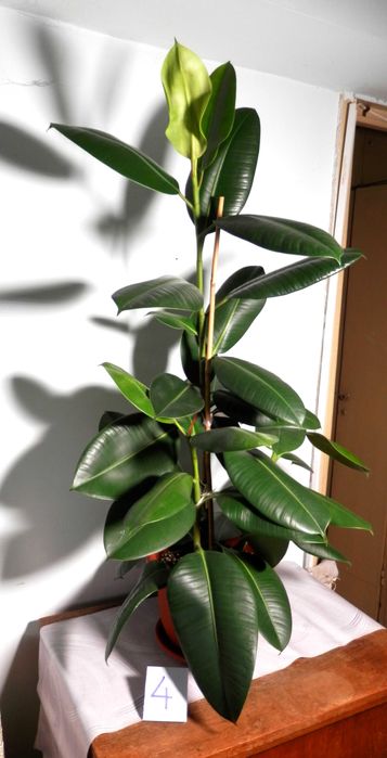 Ficus Elastica Robusta