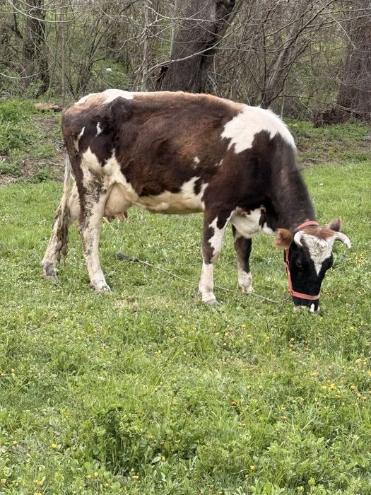 Junica holstein( 7 luni jumate) si vaca de lapte.