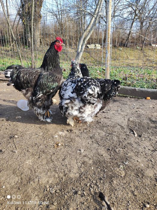 Vând oua cochinchina uriaș bobat