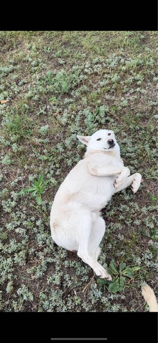 Снуп в поисках дома