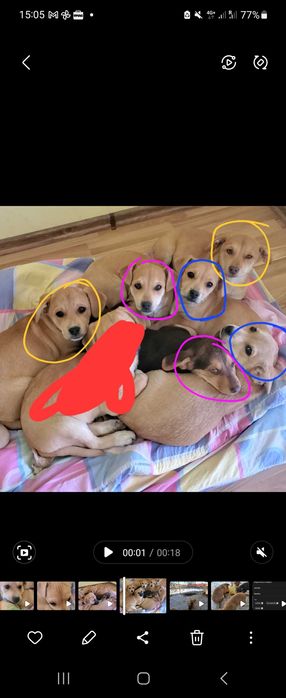 Pui de Cățel – 4 Luni – Sănătoși