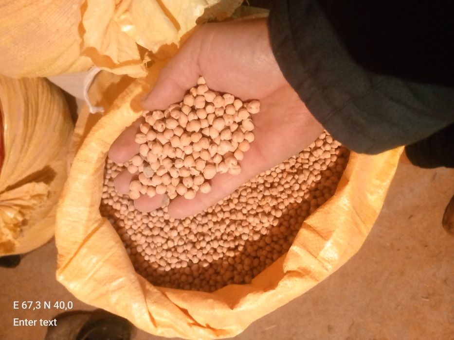 Noʻxat sotiladi loʻnda