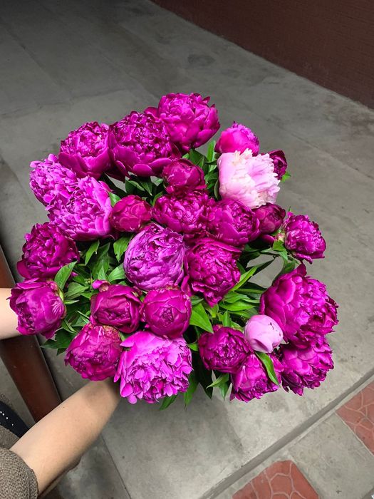 Ароматные пионы в бутонах