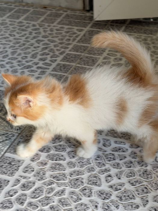 Продаются котята от золотистой шиншиллы и скоттишстрайта