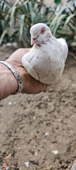 Продам голубей с хорошей игрой