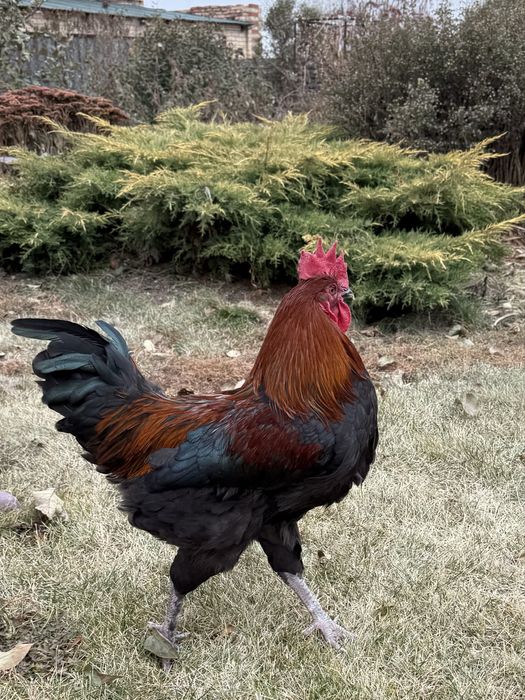 Петух породы Маран