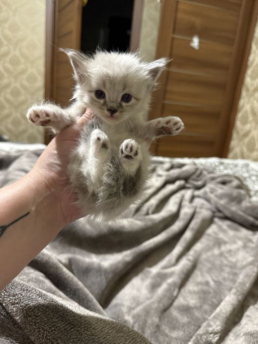 Британци котята )