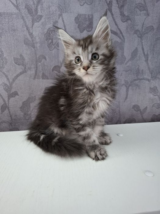 Мейн-кун девочки