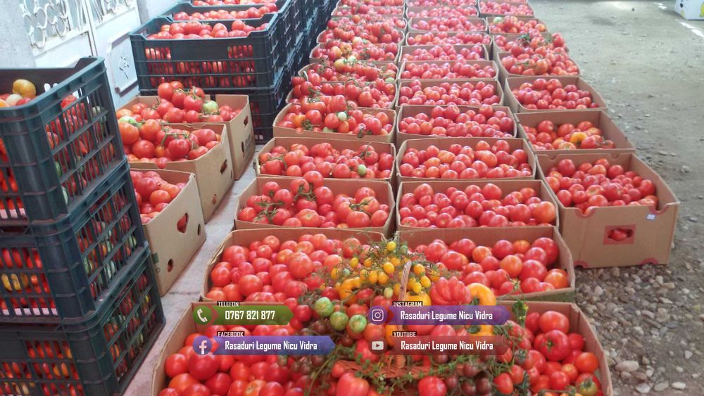 Rasad de rosii / Rasaduri rosii, vinete, ardei, alte rasaduri legume