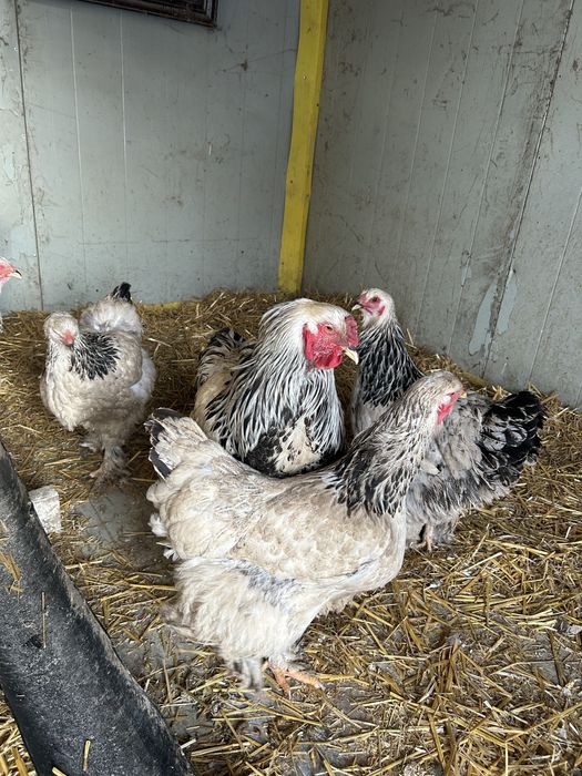 Продам петуха и куриц