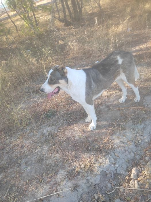 Щенок породы алабай