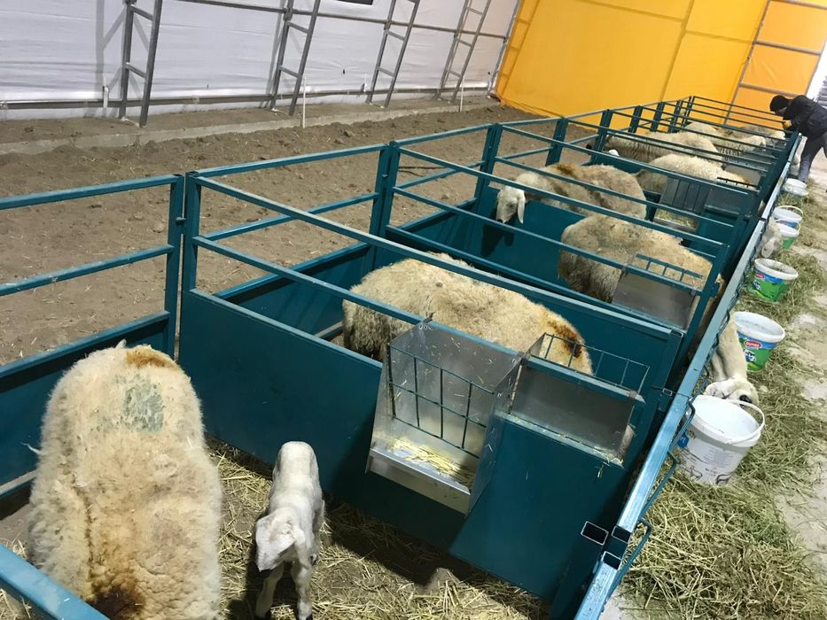 Front de furajare pt oi si capre cu autoblocare.Stand de muls capre si oi.autocaptura animale.iesle oi# gratar capre.