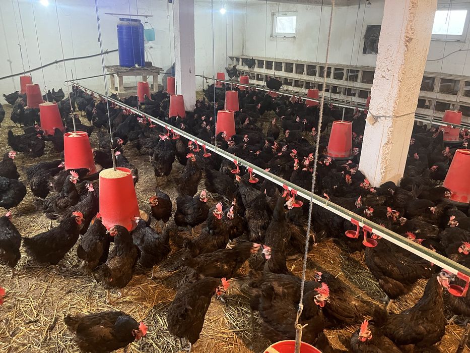 Vand Gaini outoare Moravia