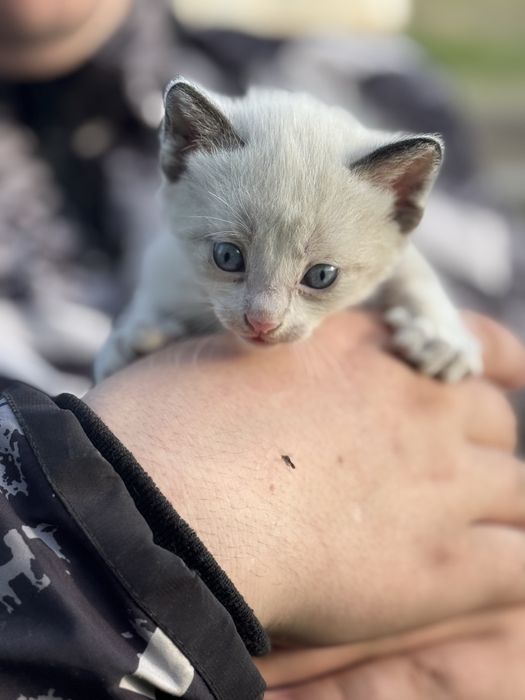 Котята Аксу бесплатно