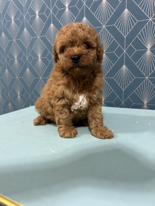 Caniche Poodle Toy cu Pedigree FCI