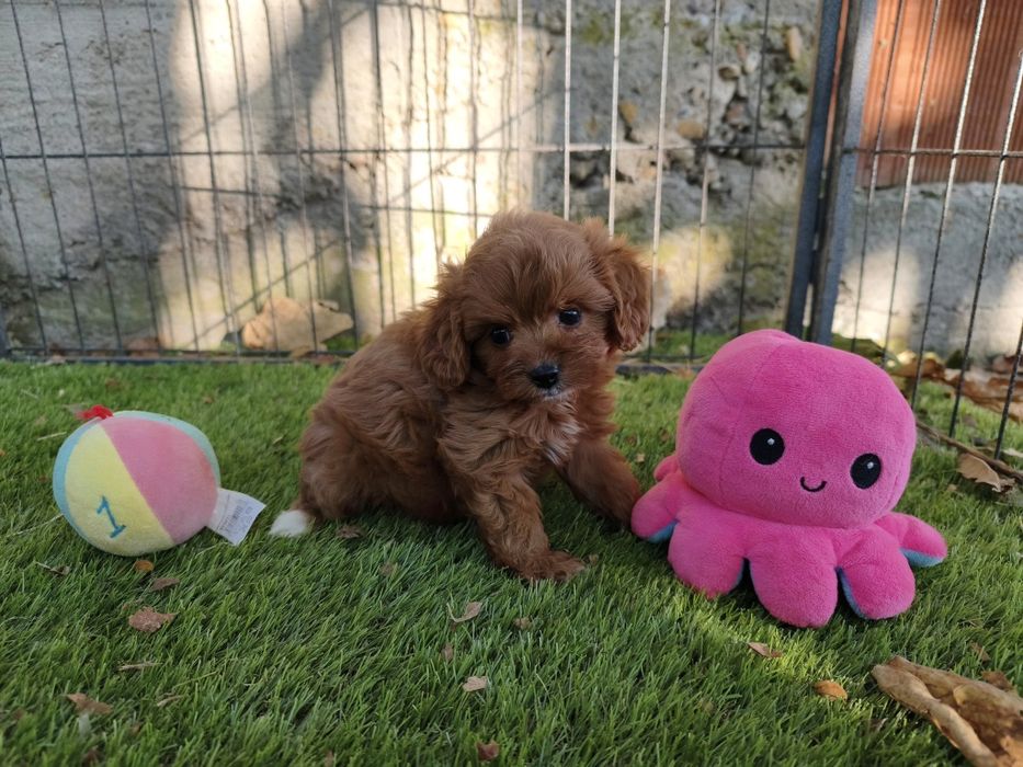 Vand baietel Cavapoo f1 rosu mini