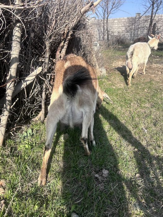 Сутты ешкы , козы,нуби